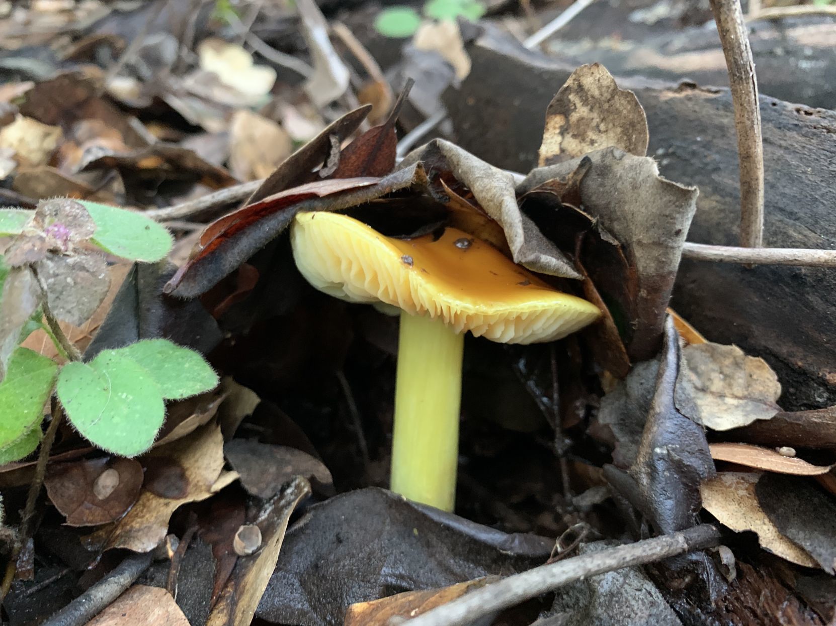 Hygrocybe flavescens mushroom
